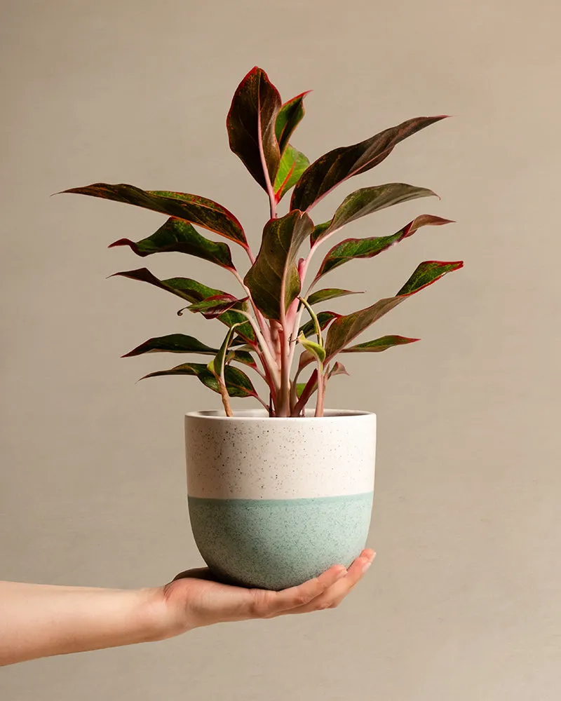feey-aglaonema-jungle-red-kolbenfaden-mit-roten-bl-ttern-klein image 1