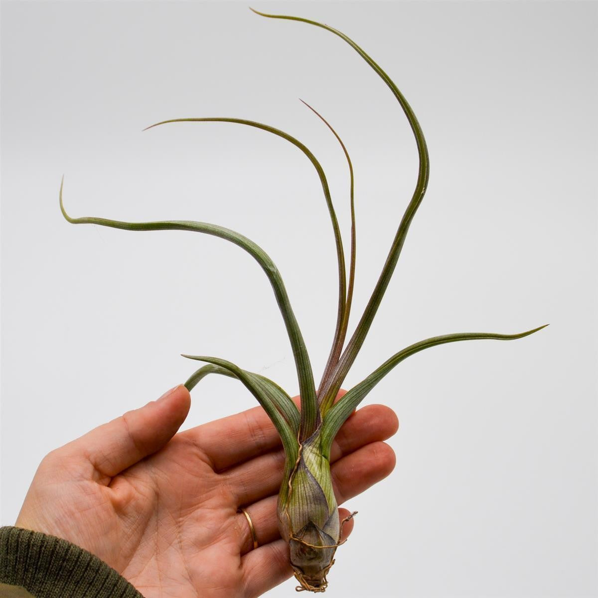 pasiora-tillandsia-baileyi-luftpflanze-tillandsie image 2