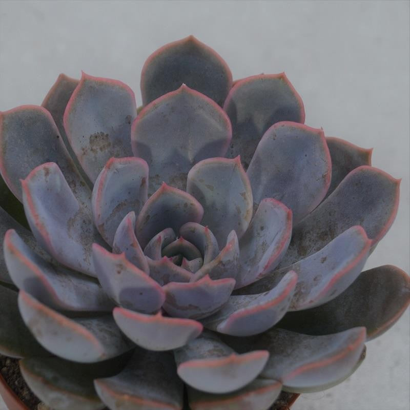 pasiora-echeveria-orion-sukkulente-8-5-cm-topf image 1