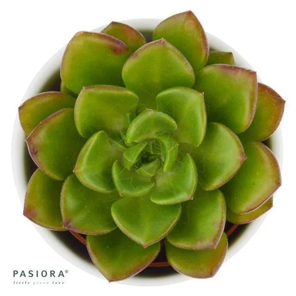 pasiora-x-sedeveria-letizia-sukkulente-5-5cm image 1