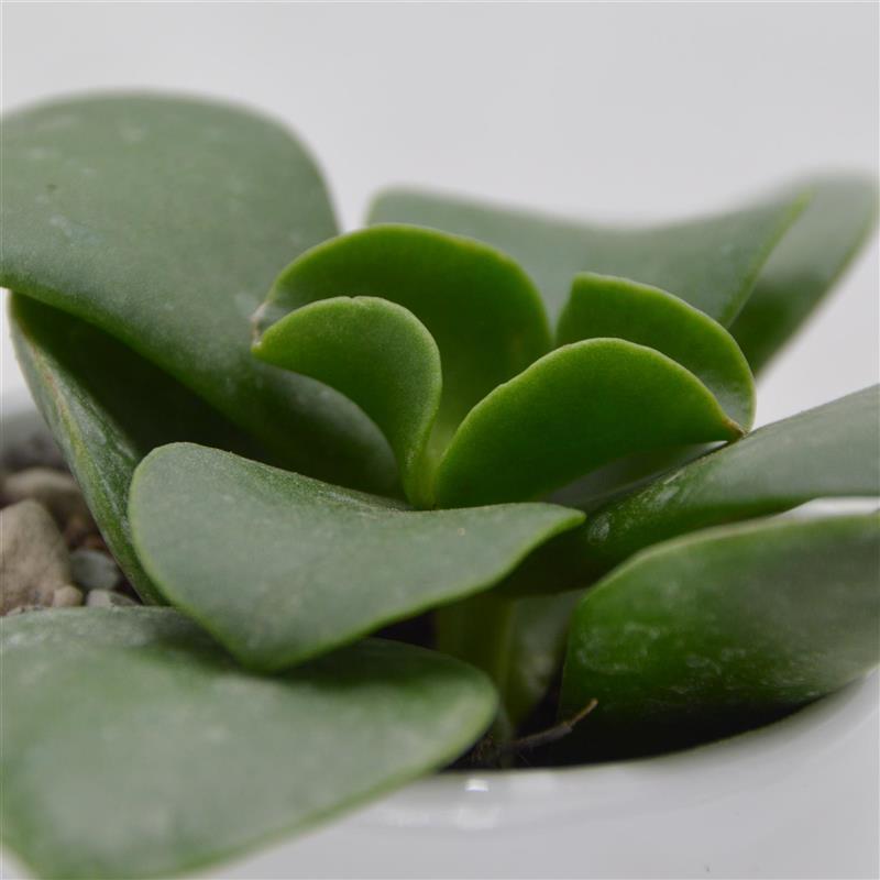 pasiora-kalanchoe-beharensis-nuda-sukkulente-6cm image 1