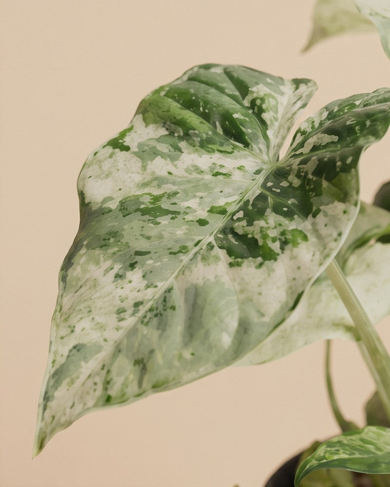 feey-alocasia-macrorrhiza-splash-zimmerpflanze-klein image 4