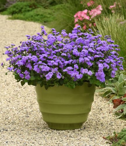 baldur-garten-ageratum-monarch-magic-2x-sommerblume-im-10-5-cm-topf image 4