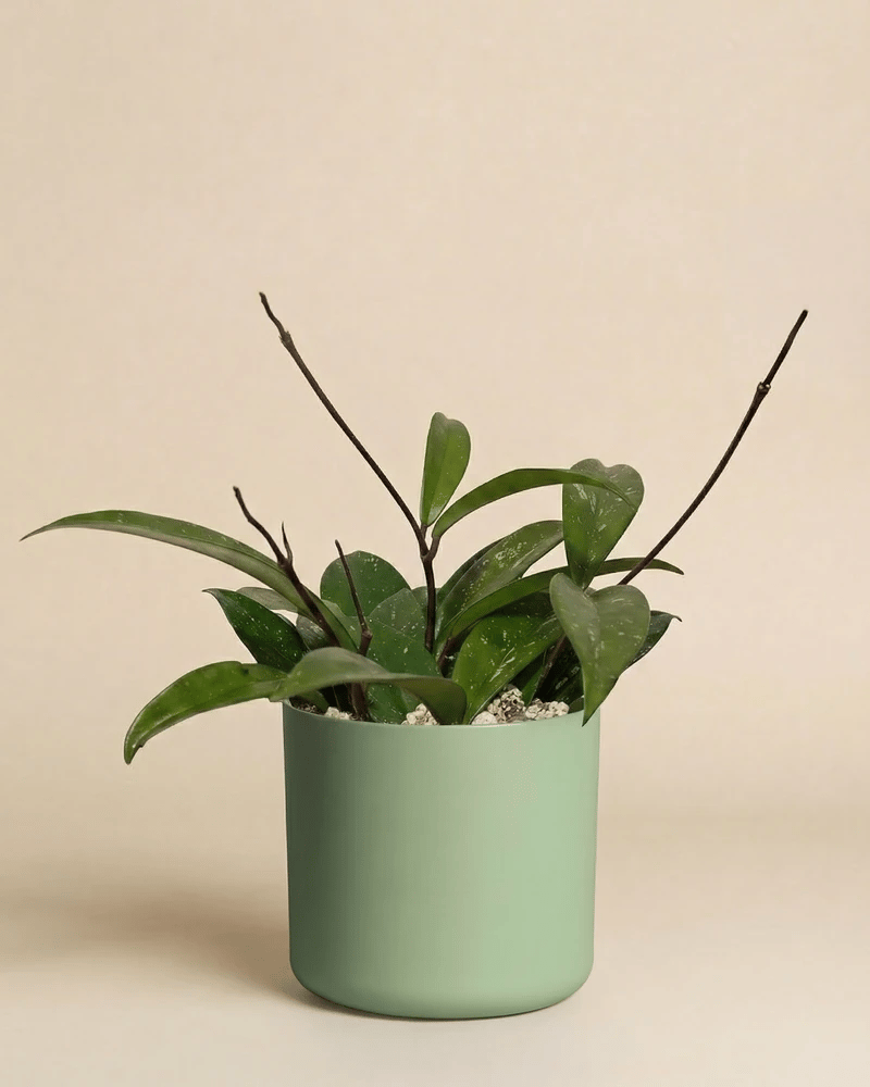 feey-hoya-pubicalyx-wachsblume-h-ngepflanze-schweizer-gew-chs image 8