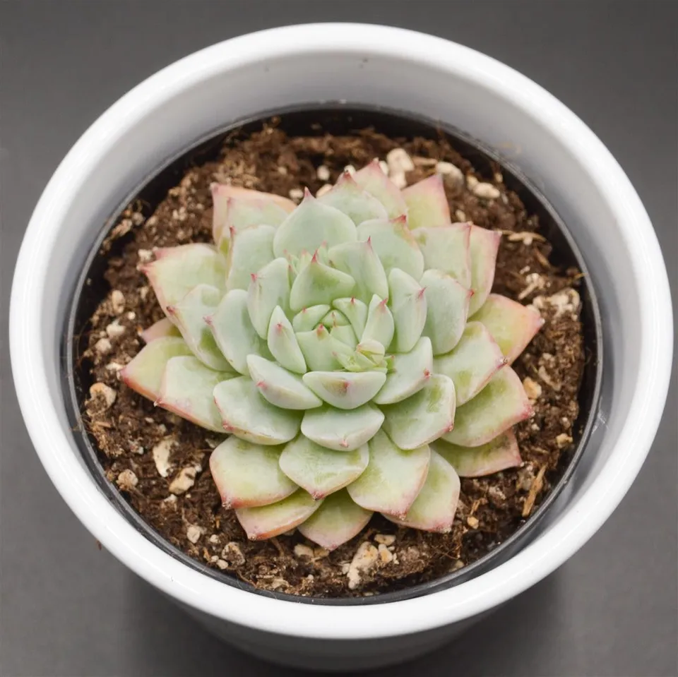 pasiora-echeveria-tippy-rosetten-sukkulente-6cm-topf image 1