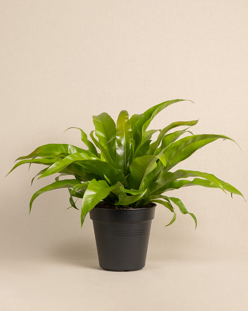 feey-nestfarn-zimmerpflanze-asplenium-nidus-mittel image 3