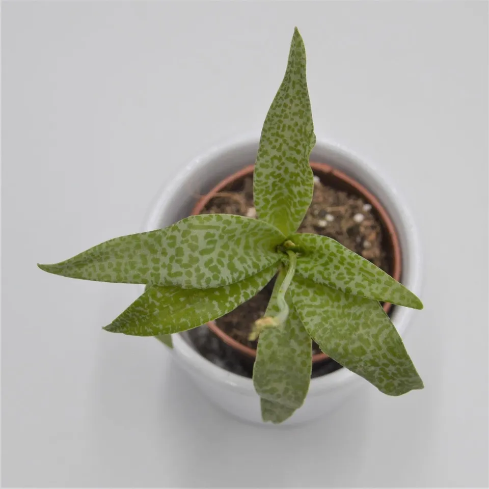 pasiora-scilla-violacea-sukkulente-5-5cm-topf image 1