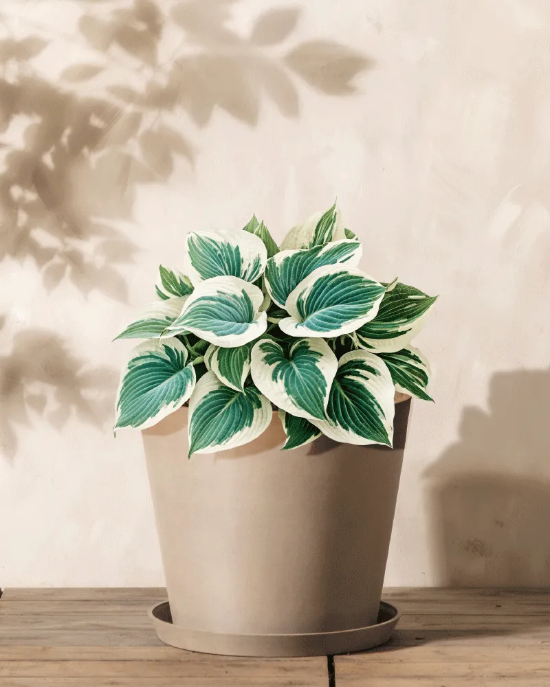 feey-hosta-blau-beige-knollenpflanze-rhizome-f-r-schatten image 1