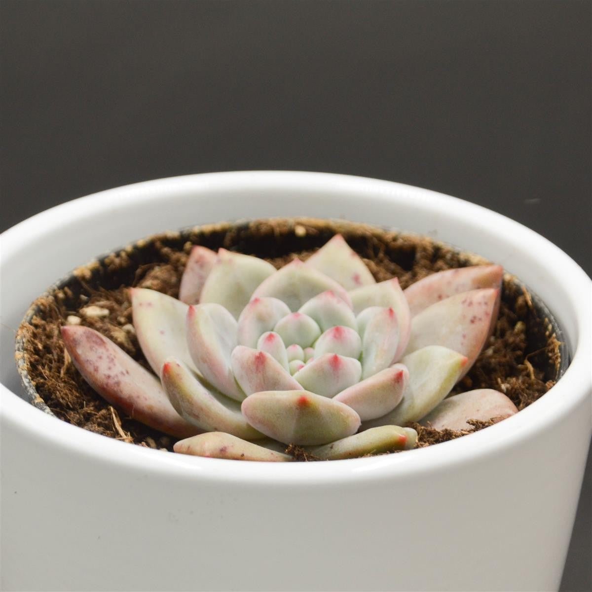 pasiora-echeveria-ariel-rosetten-sukkulente-9cm image 3