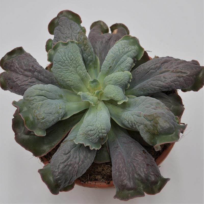 pasiora-echeveria-cameo-dick-wright-hybrid-17cm image 1