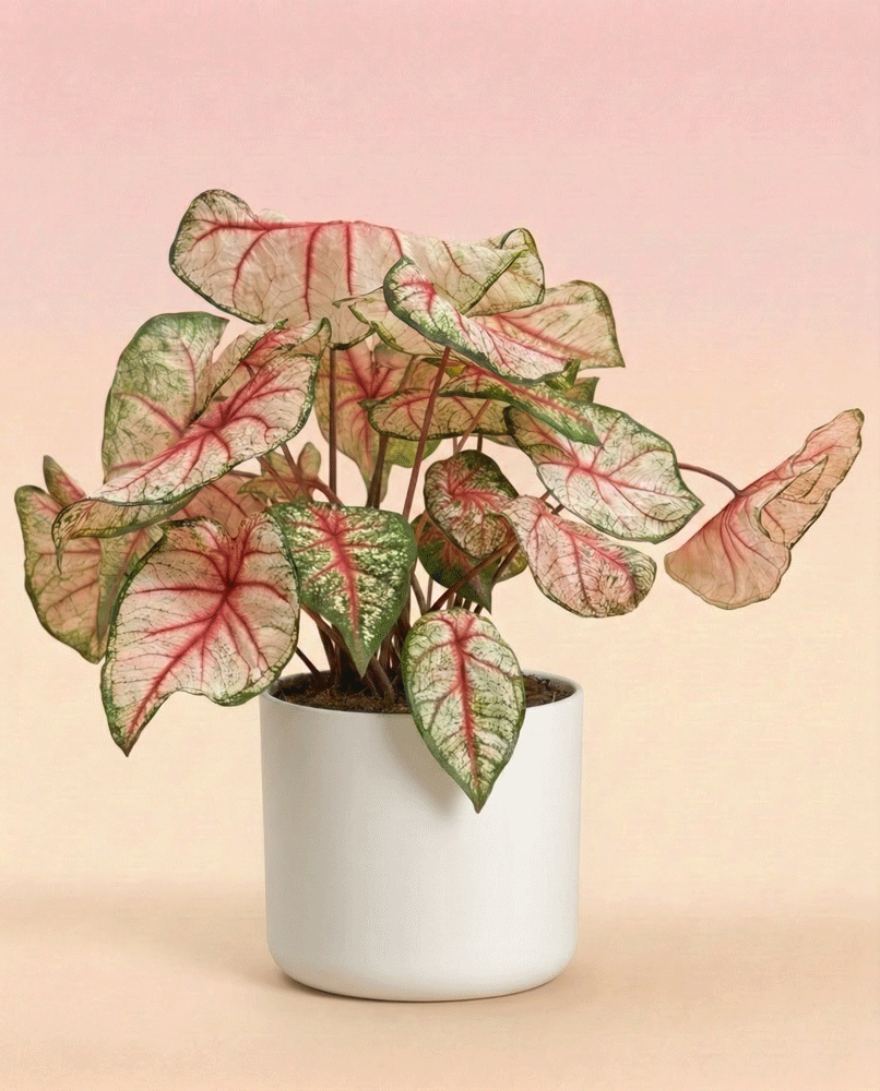 feey-caladium-rhapsody-buntblatt-zimmerpflanze image 6