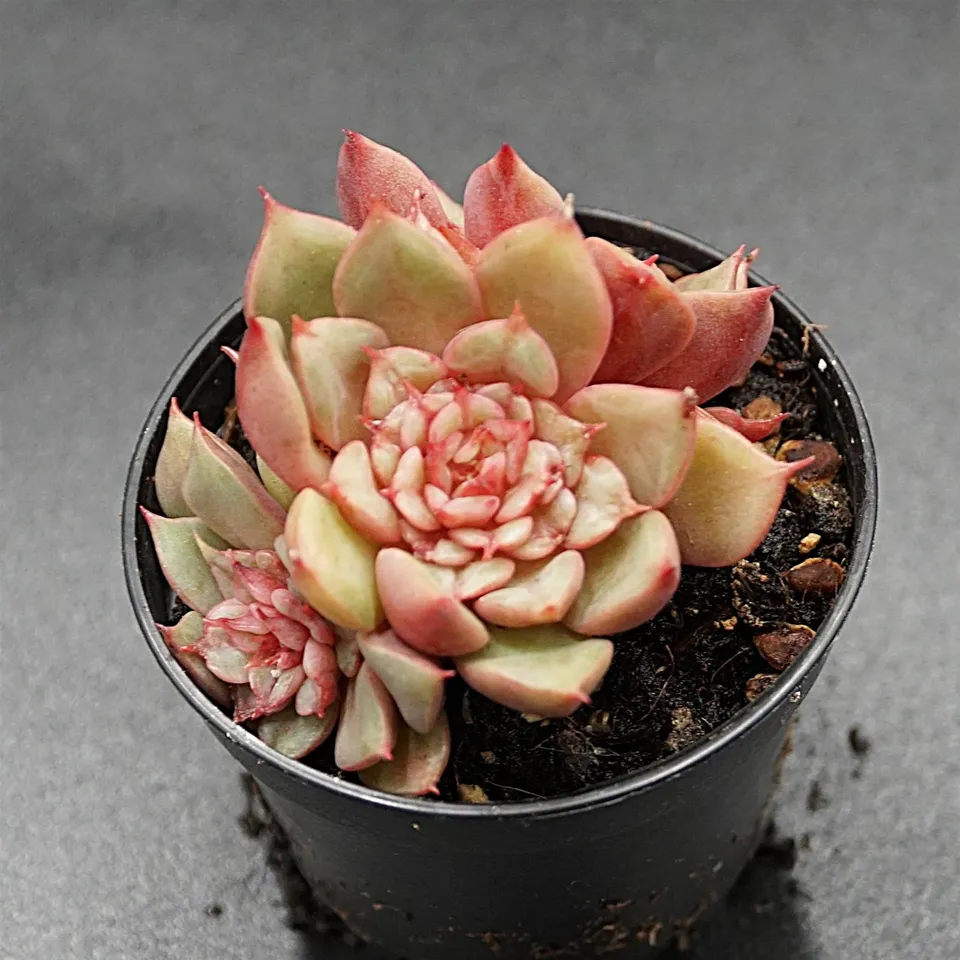 pasiora-echeveria-tesla-rarit-t-einzelst-ck-indoor-sukkulente image 1