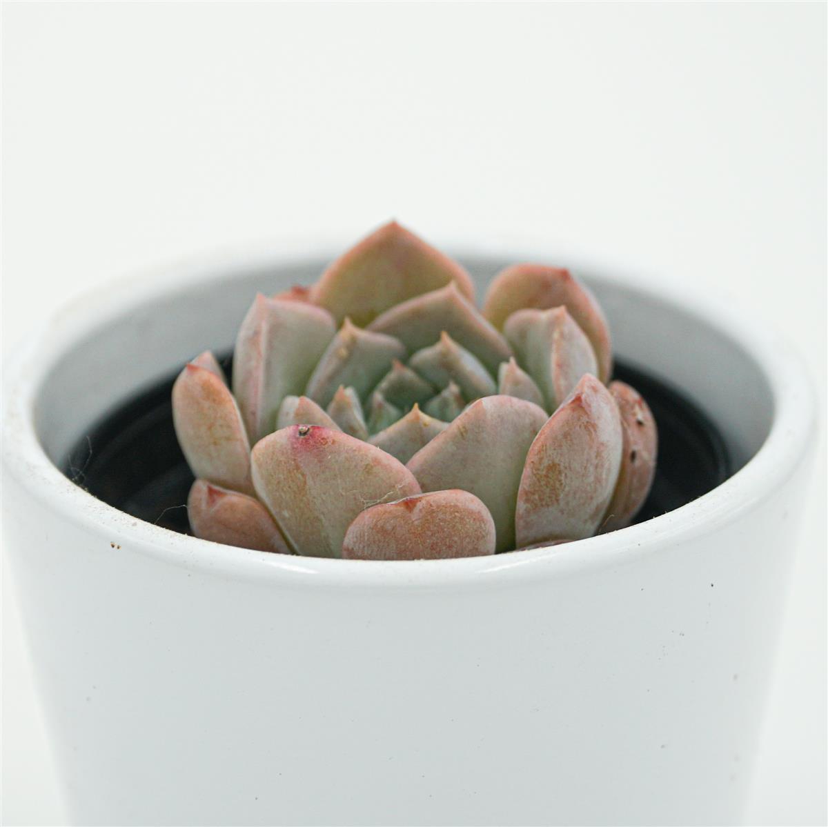 pasiora-echeveria-grace-surprise-sukkulente-im-6cm-topf image 2