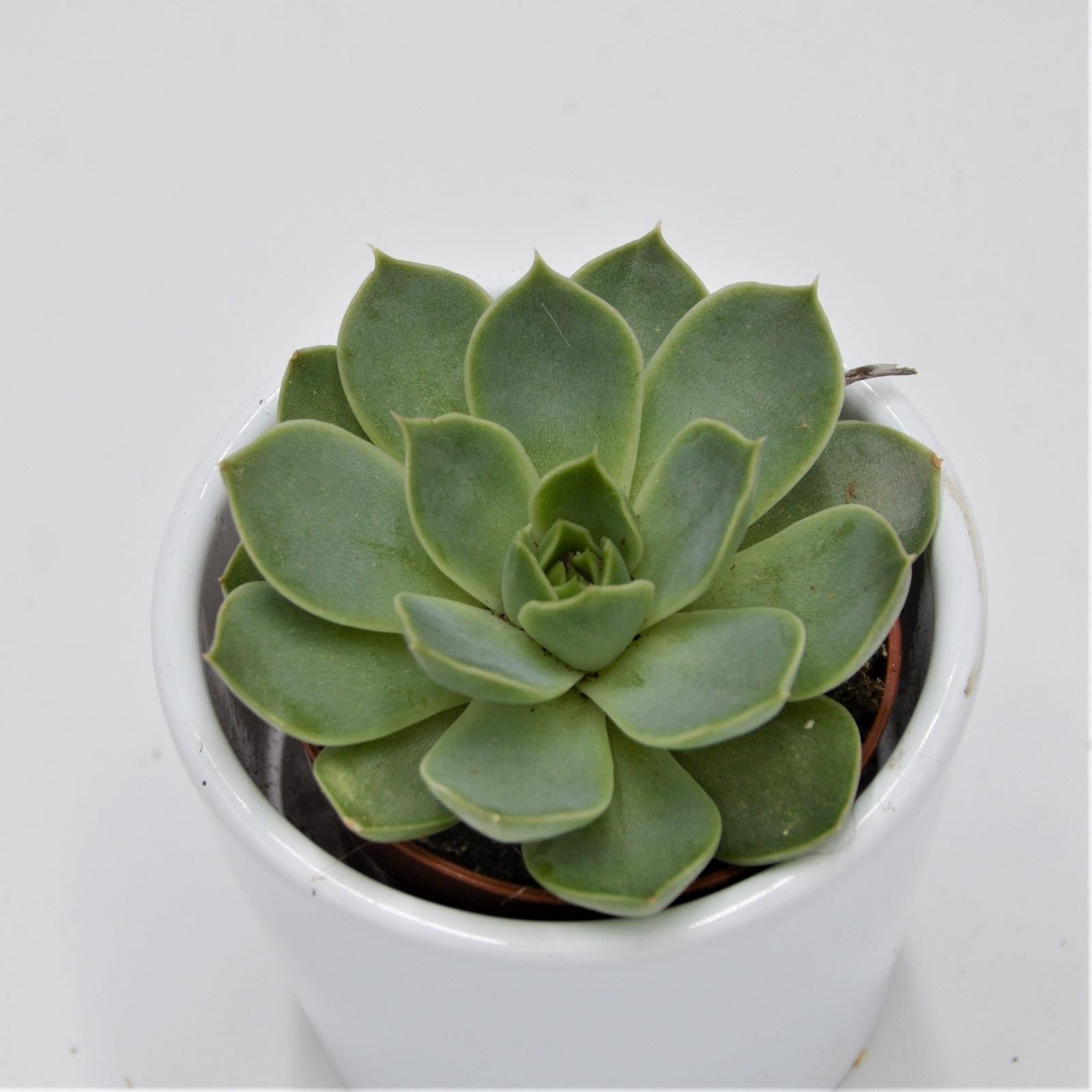 pasiora-echeveria-hyalina-green-5-5cm-sukkulente image 1