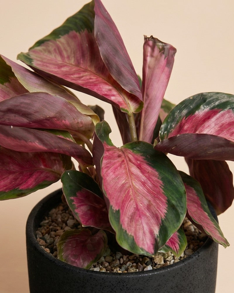 feey-calathea-rosy-korbmarante image 4