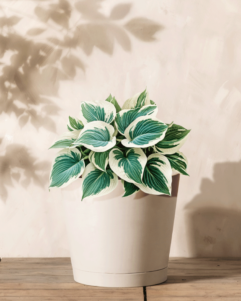 feey-hosta-blau-beige-knollenpflanze-rhizome-f-r-schatten image 4