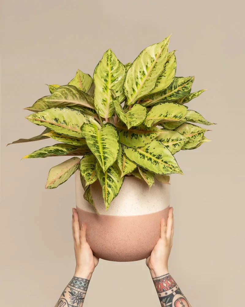 feey-aglaonema-chartreuse-pretty-zimmerpflanze image 1