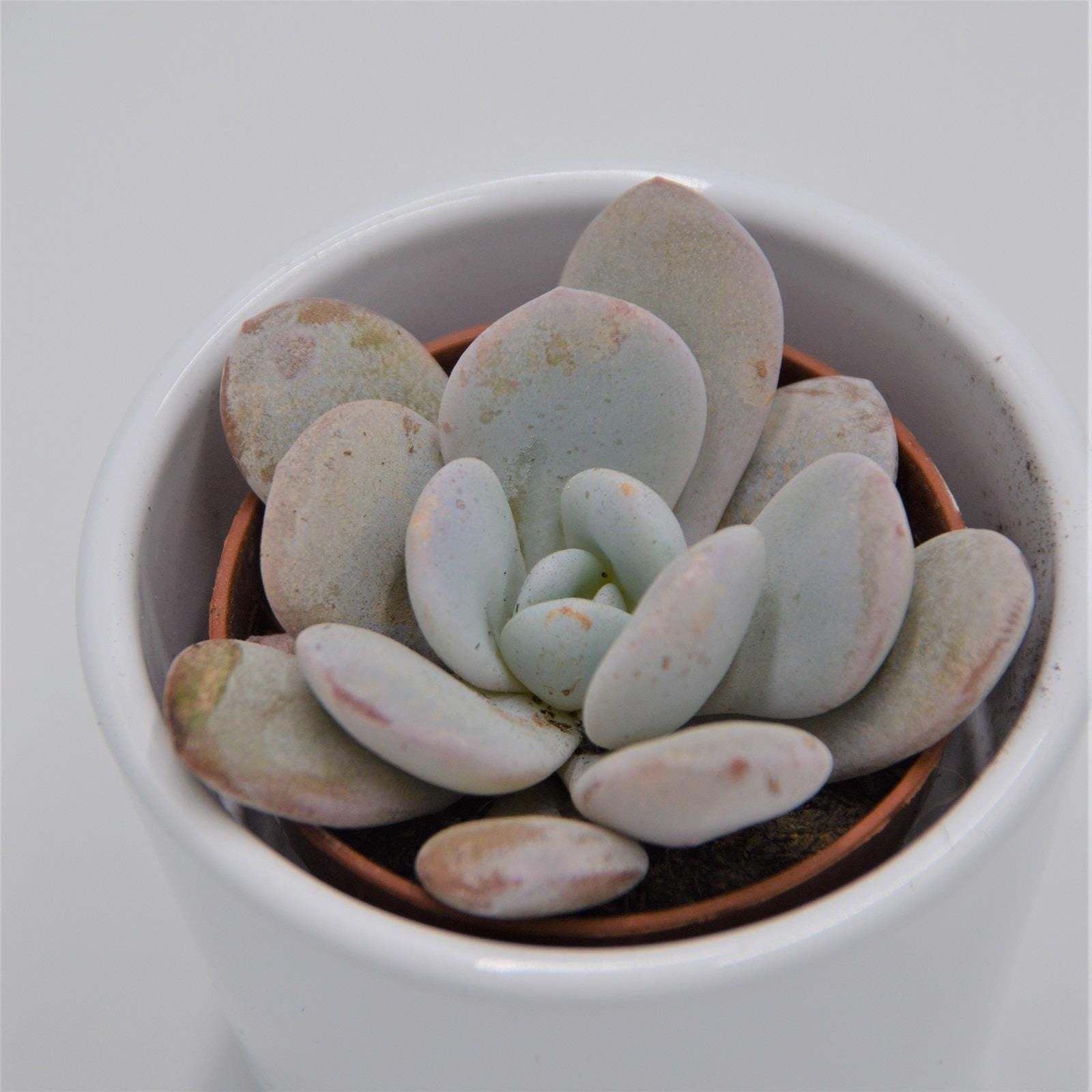 pasiora-echeveria-laui-echeverie-5-5-cm-topf image 1