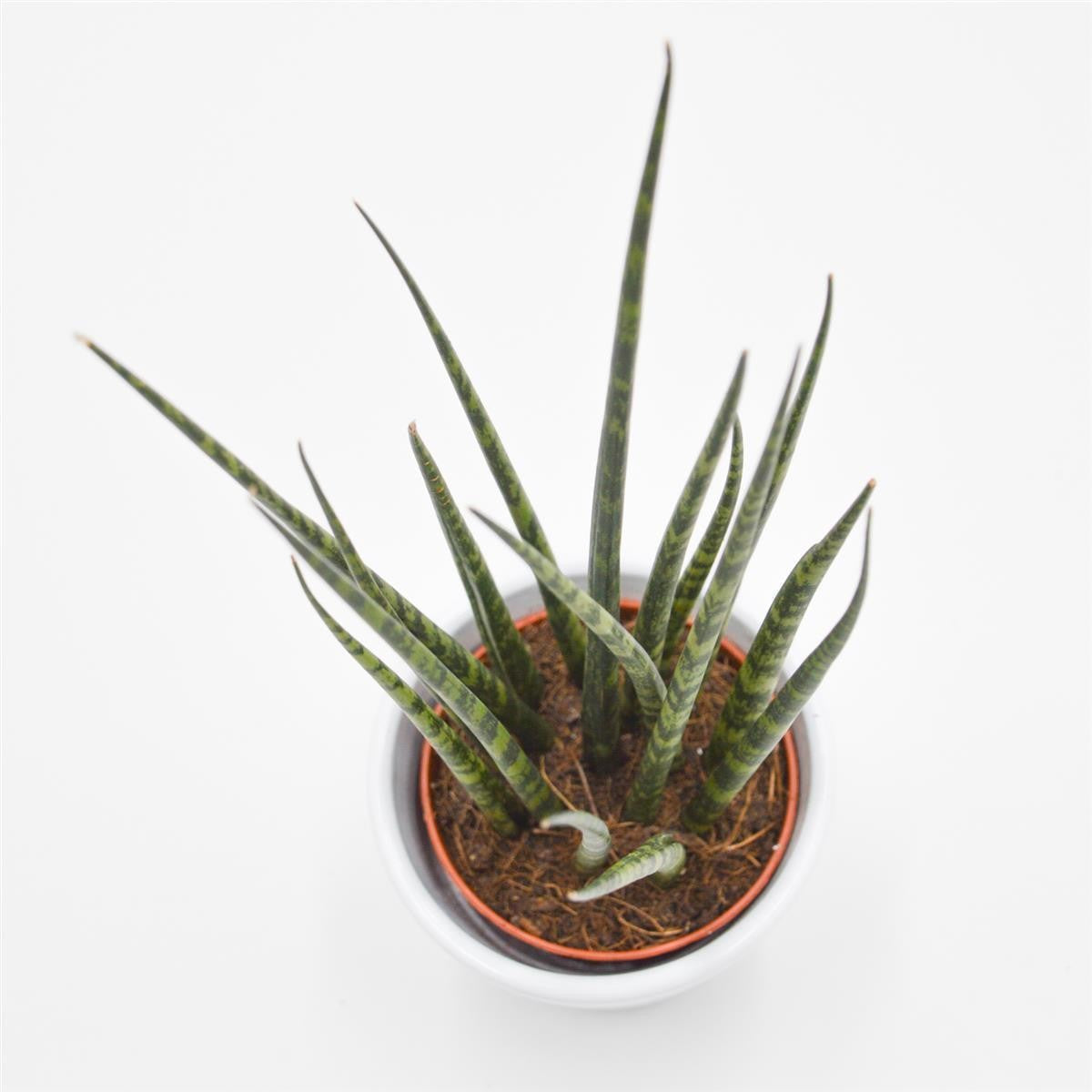 pasiora-sansevieria-fernwood-mikado-sukkulente-6cm image 1