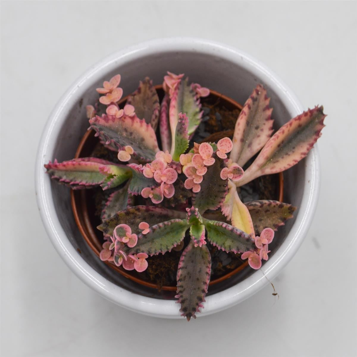 pasiora-kalanchoe-pink-butterfly-brutblatt-5-5cm image 1
