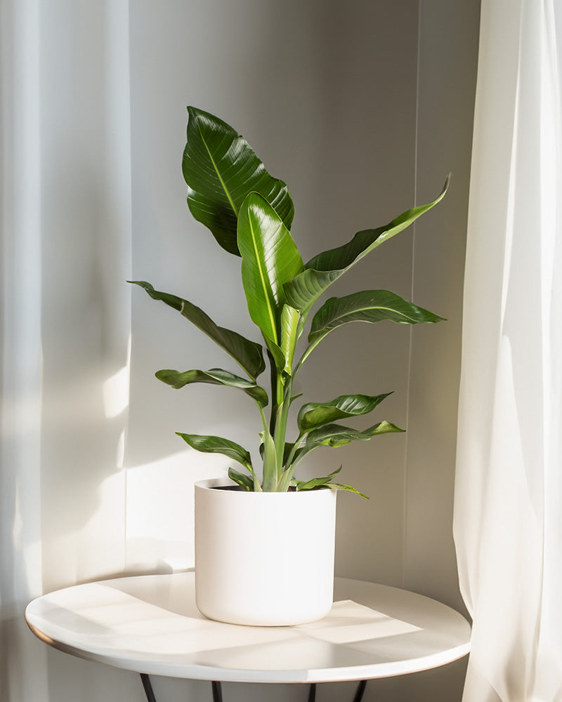 feey-strelitzie-xl-zimmerpflanze-gro-strelitzia-nicolai image 7