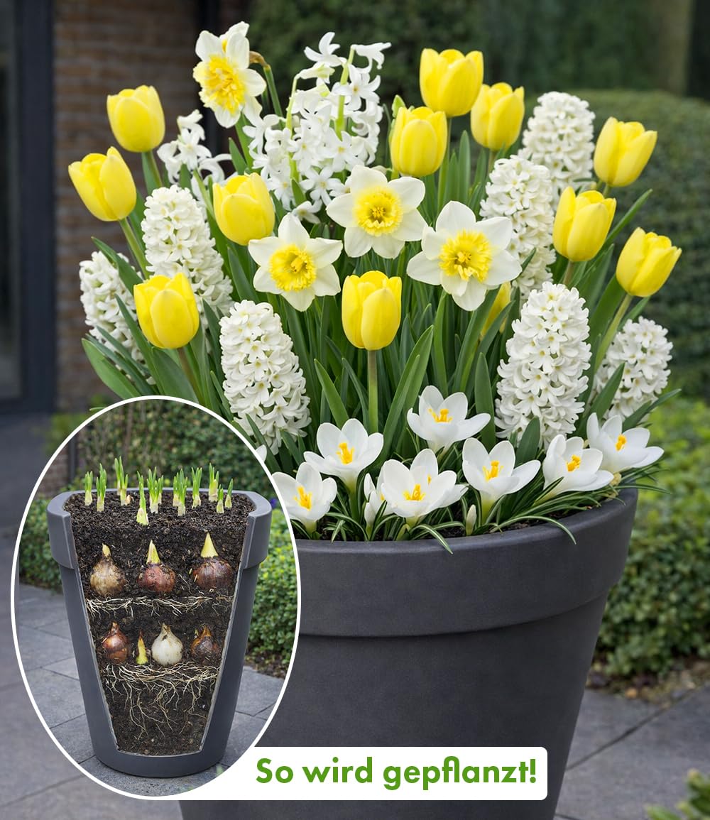 baldur-garten-30x-blumenzwiebel-mix-wei-gelbe-lasagne-fr-hlingsbl-her image 2