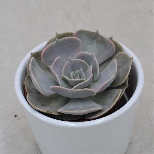 pasiora-echeveria-pollux-sukkulente-8-5cm-topf image 1