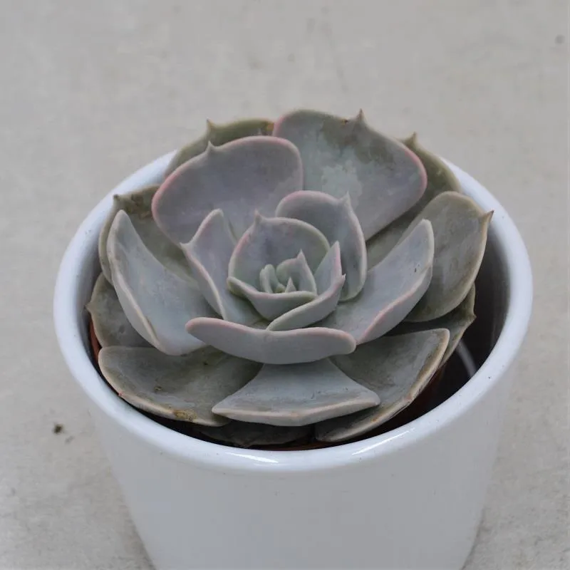 pasiora-echeveria-pollux-sukkulente-8-5cm-topf image 1