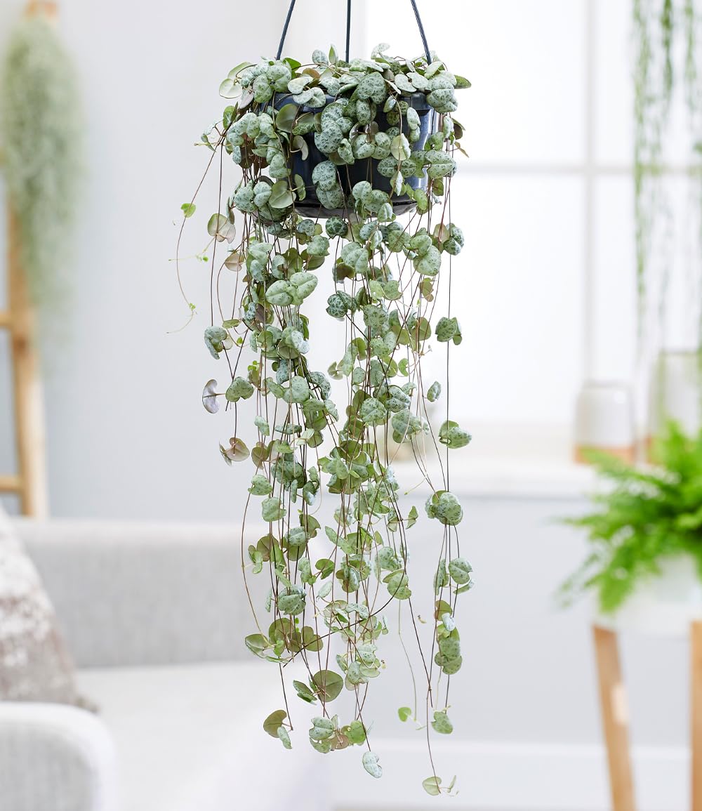 baldur-garten-leuchterblume-ceropegia-h-ngepflanze-im-11-cm-topf image 2