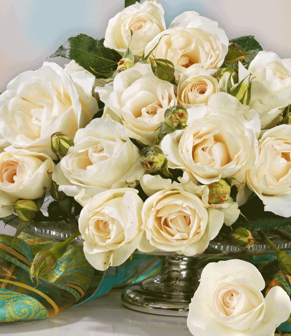 baldur-garten-kollektion-parfum-rosen-5-winterharte-duftrosen-delbard image 3