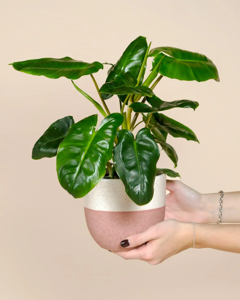 feey-philodendron-burle-marx-zimmerpflanze-dunkelgr-n image 1