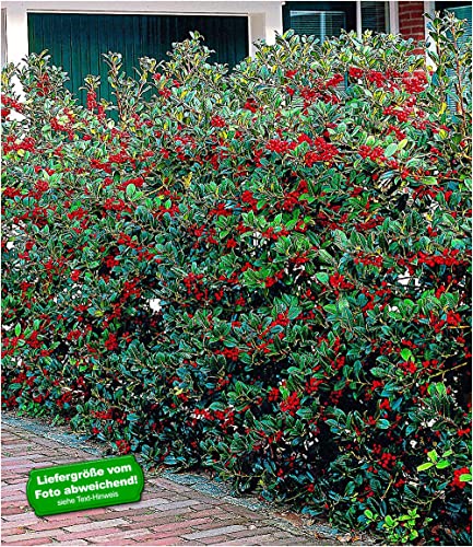 baldur-garten-5er-ilex-hecke-heckenfee-ilex-meserveae-im-9x9-cm-topf image 4