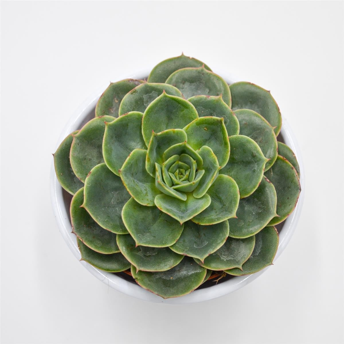 pasiora-echeveria-taco-sukkulente-im-8-5cm-topf image 1