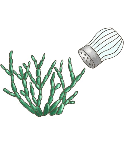 baldur-garten-bio-salzkraut-queller-pflanze-im-12-cm-topf-meeresspargel image 7