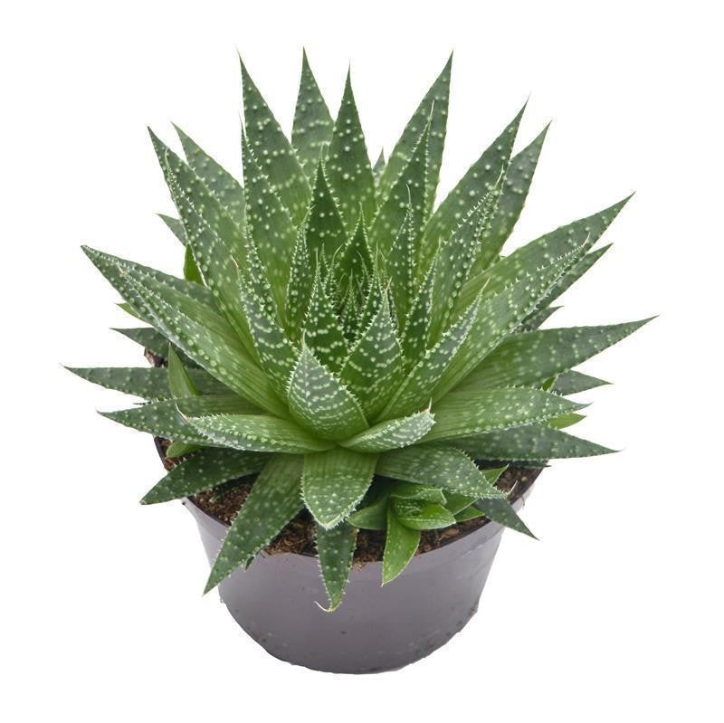 pasiora-aloe-aristata-sukkulente-12-cm-topf image 2