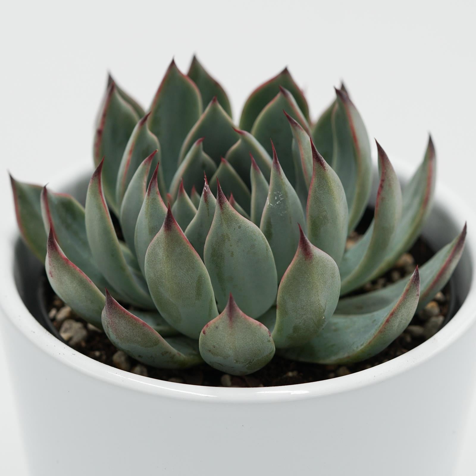 pasiora-echeveria-subalpina-sukkulente-9cm-topf image 2