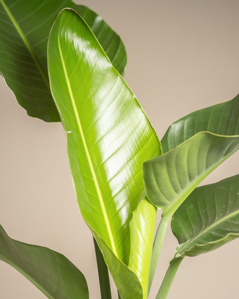feey-strelitzie-xl-zimmerpflanze-gro-strelitzia-nicolai image 2