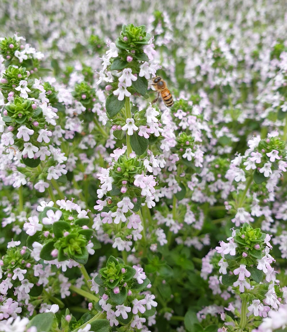 baldur-garten-zitronenthymian-3x-bodendecker-im-9x9-cm-topf image 2