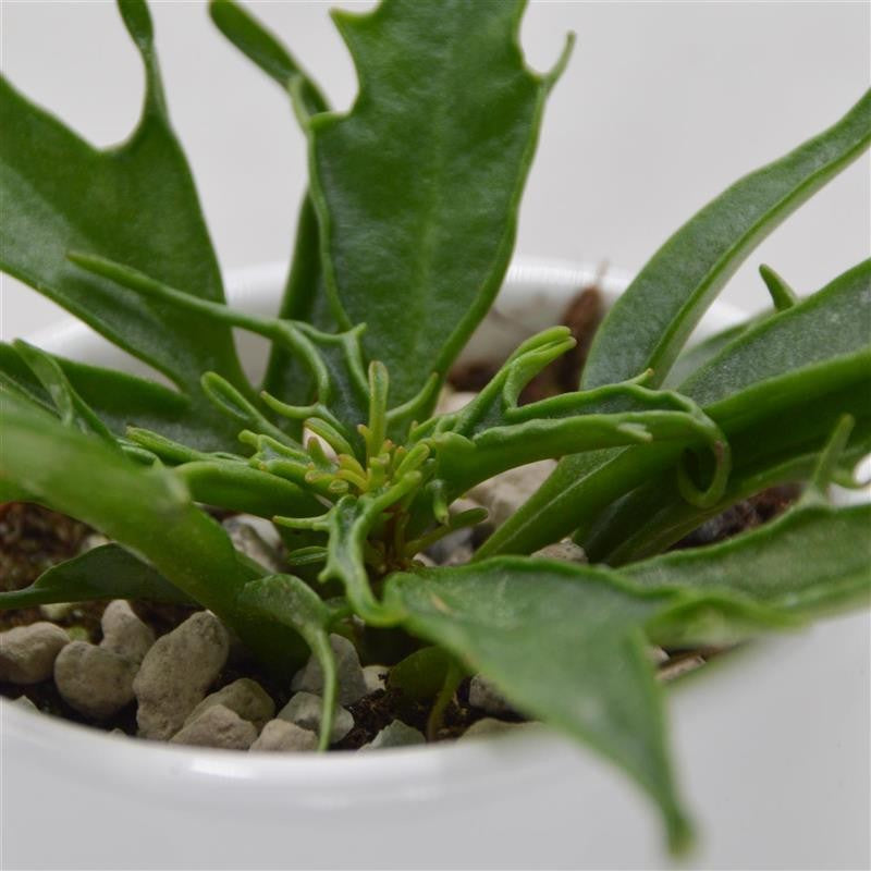 pasiora-kalanchoe-katapifa-tarantula-pink-brutblatt-6cm image 2