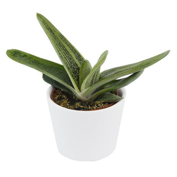 pasiora-gasteria-dragon-skin-sukkulente-6cm-topf image 1