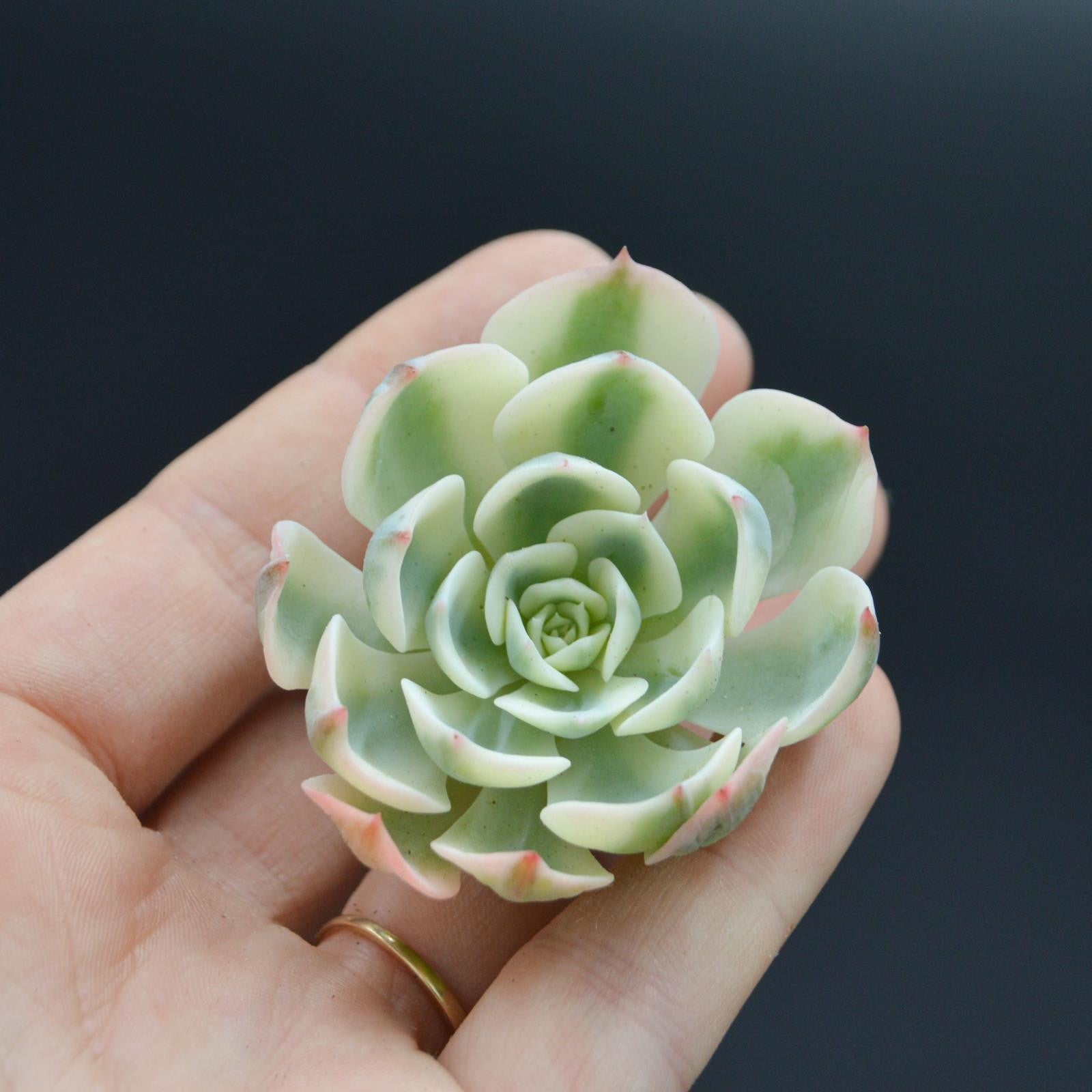 pasiora-echeveria-lenore-dean-f-variegata-steckling image 1