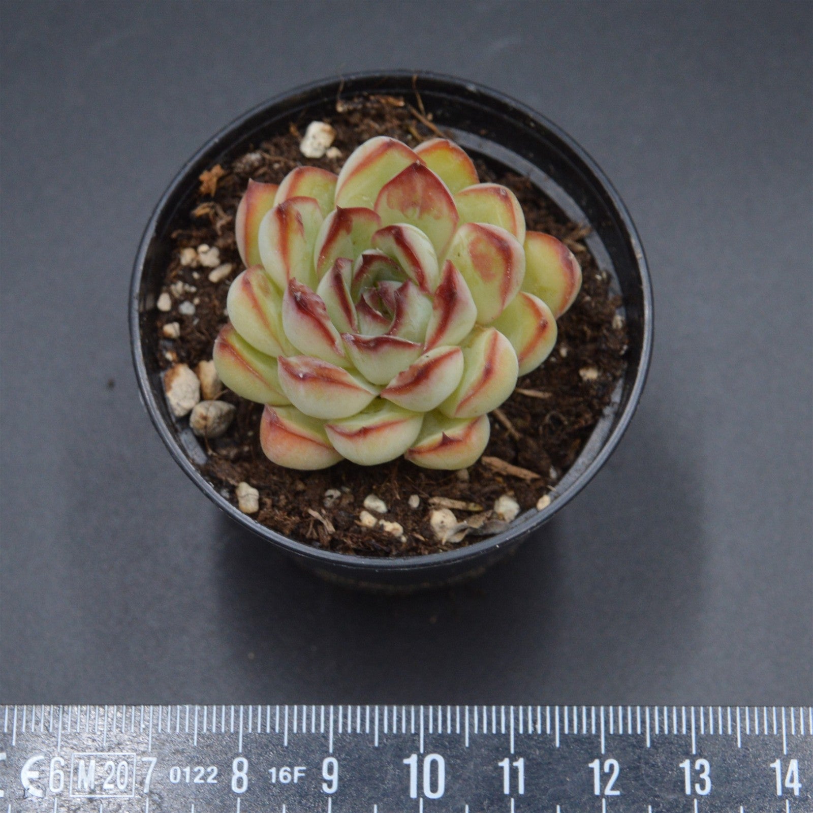 pasiora-echeveria-pulidonis-drops-einzelst-ck image 2
