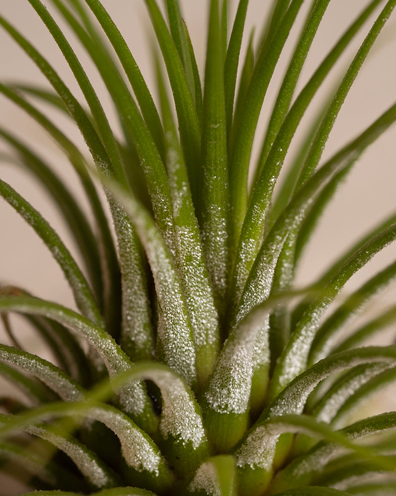 feey-luftpflanzen-tillandsia-ionantha-rubra-5er-set-klein image 2