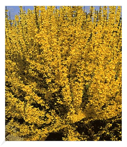 baldur-garten-forsythie-goldgl-ckchen-12-cm-topf image 4