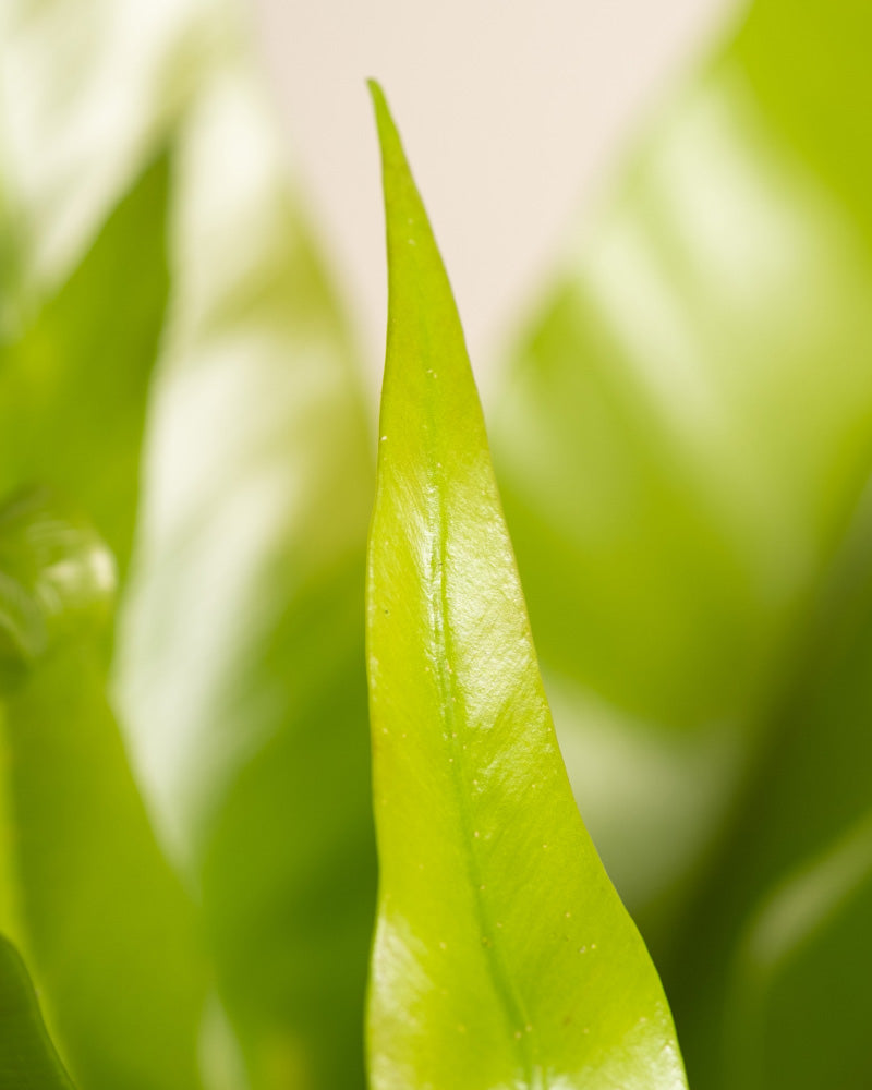 feey-nestfarn-zimmerpflanze-asplenium-nidus-mittel image 2