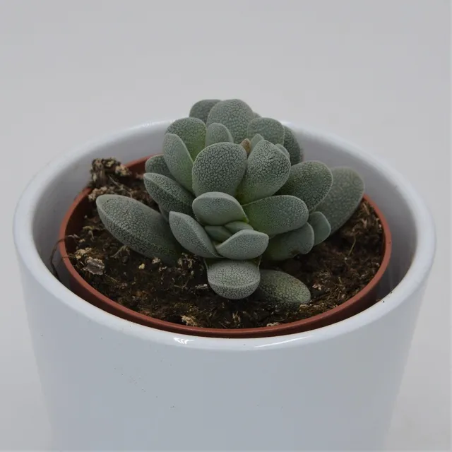 pasiora-crassula-tecta-sukkulente-8-5-cm-topf image 1
