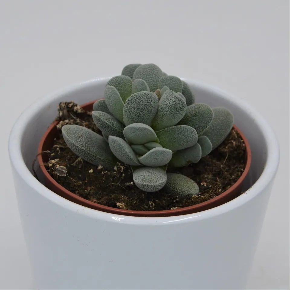 pasiora-crassula-tecta-sukkulente-8-5-cm-topf image 1