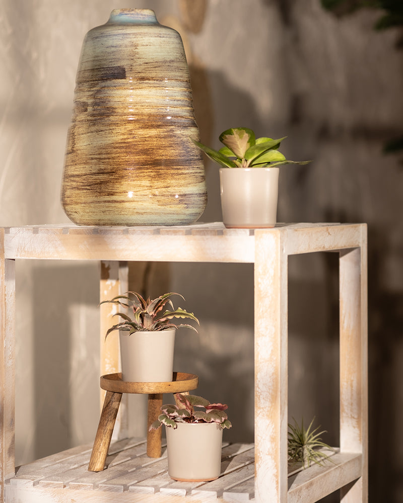 feey-rosa-babypflanzen-3er-set-mit-cryptanthus-hoya-saxifraga image 7