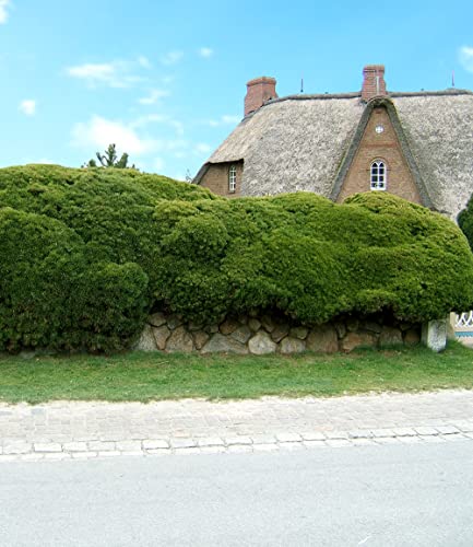 baldur-garten-pinien-hecke-pinus-mugo-mughus-im-9x9-cm-topf image 7