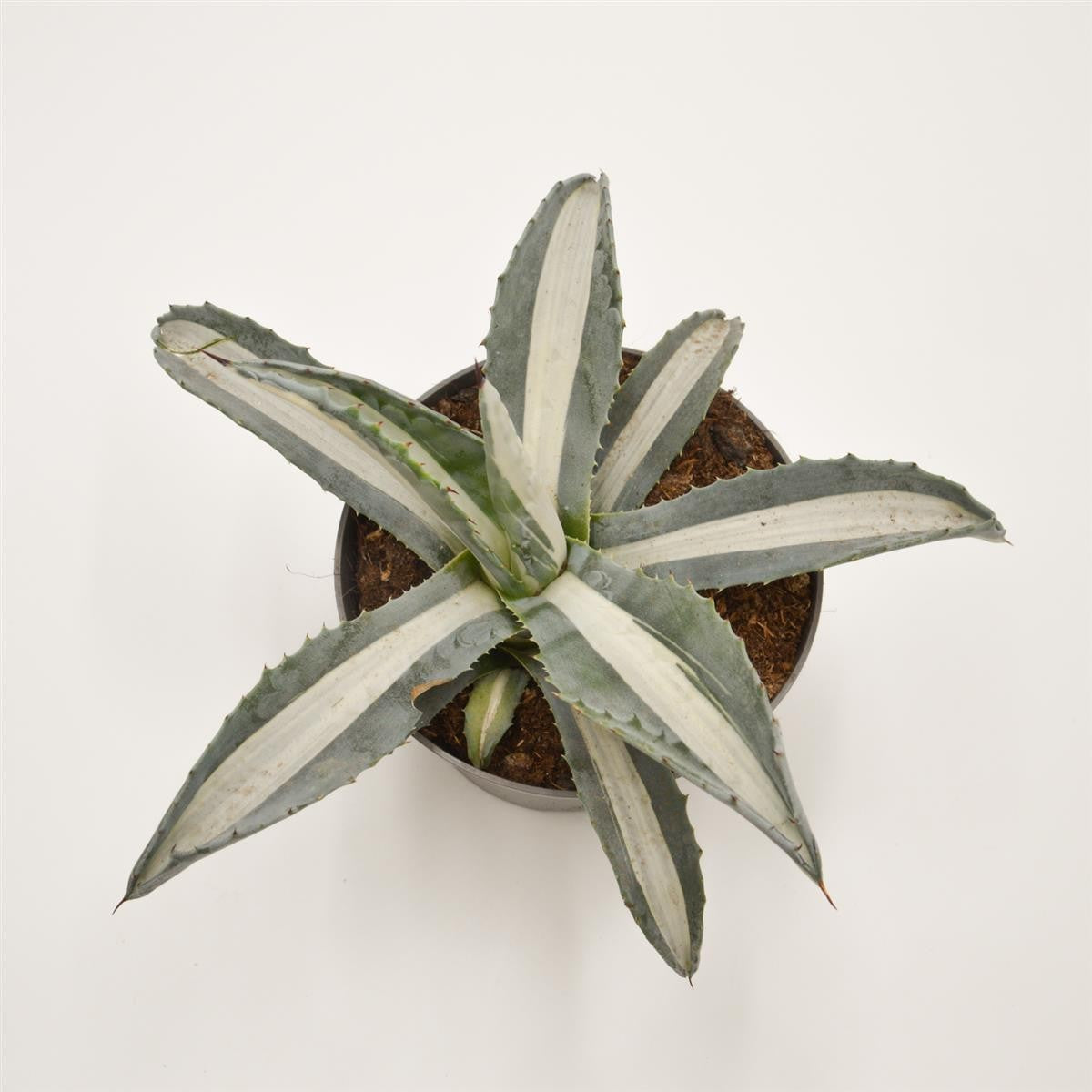pasiora-agave-americana-f-mediopicta-alba-sukkulente-13cm-topf image 1